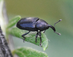 Baris artemisiae