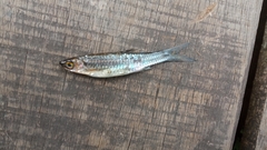 Rasbora