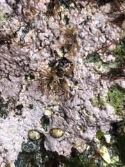 Chamberlainium tumidum