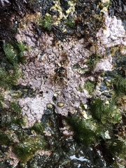 Chamberlainium tumidum