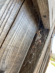 Tidarren sisyphoides