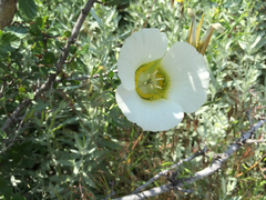 Calochortus gunnisonii