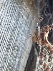 Tidarren sisyphoides