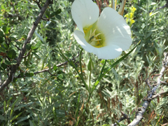 Calochortus gunnisonii