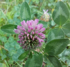 Trifolium pratense
