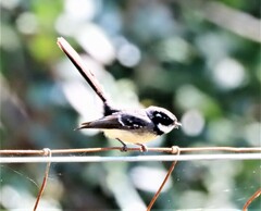 Rhipidura albiscapa alisteri