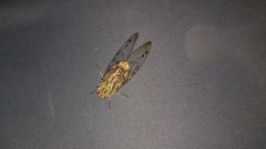Orientopsaltria