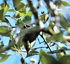 Gavicalis fasciogularis
