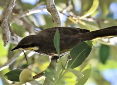 Gavicalis fasciogularis