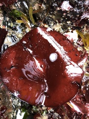 Constantinea simplex