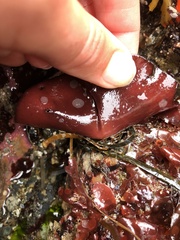 Constantinea simplex