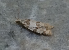 Aethes argentilimitana