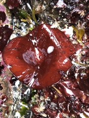 Constantinea simplex