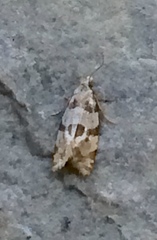 Aethes argentilimitana