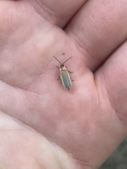 Photinus marginellus
