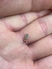 Photinus marginellus