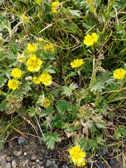 Potentilla nana