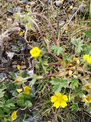 Potentilla nana