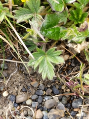 Potentilla nana