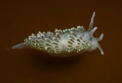 Diaphoreolis viridis