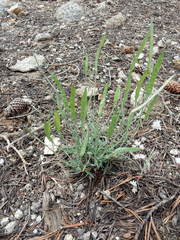 Boechera platysperma