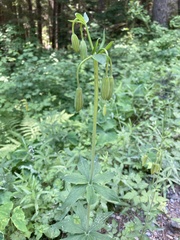 Lilium columbianum