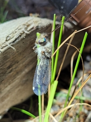 Ululodes quadripunctatus