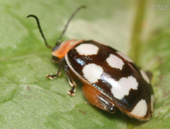 Alagoasa bipunctata perennis