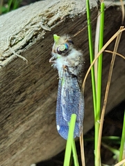 Ululodes quadripunctatus