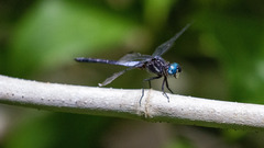 Cannaphila