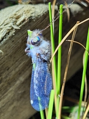 Ululodes quadripunctatus