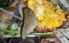 Archaeoprepona demophon centralis