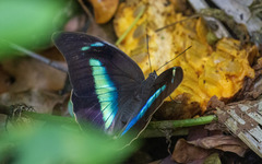 Archaeoprepona demophon centralis