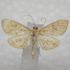 Anania leuschneri