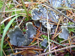 Peltigera neckeri