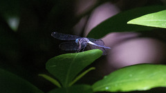 Cannaphila