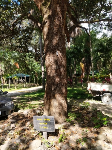 Quercus oleoides (Quercus oleoides)