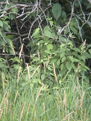 Dryobates pubescens