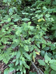 Euphorbia purpurea
