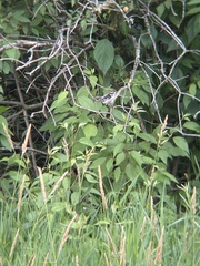 Dryobates pubescens