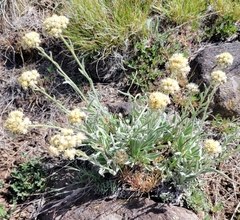 Antennaria anaphaloides