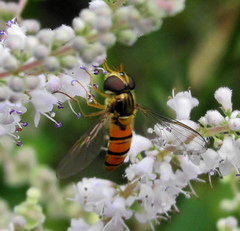 Episyrphus trisectus
