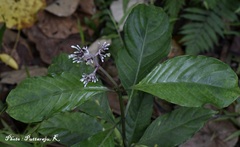 Chassalia curviflora