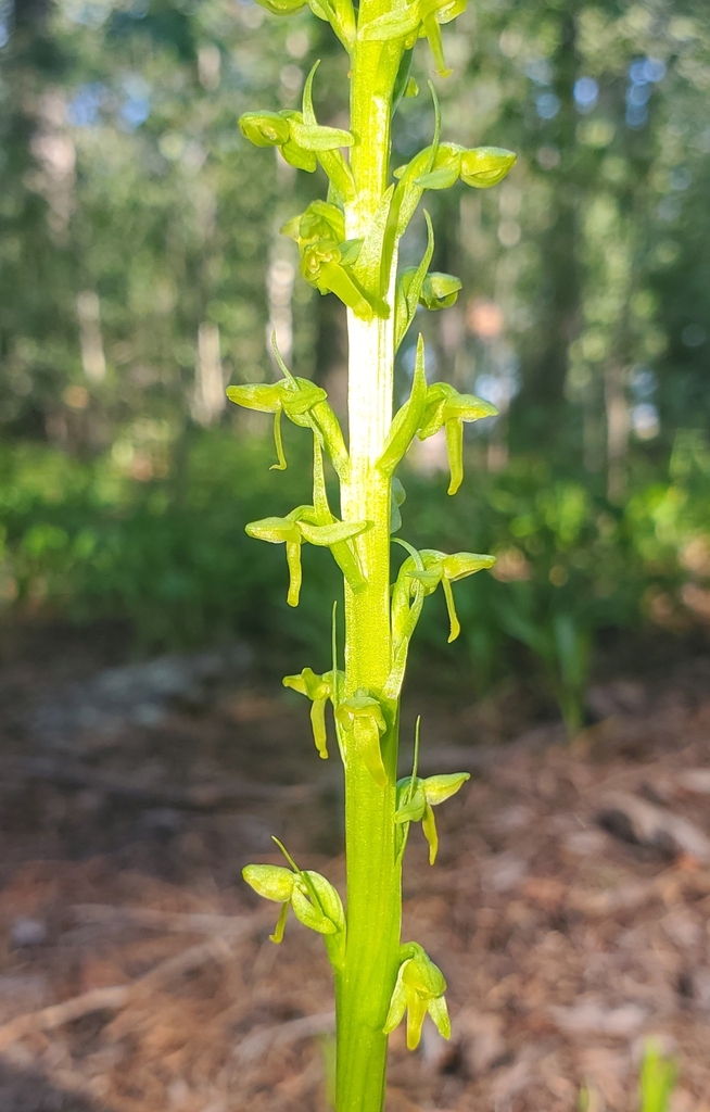 Platanthera tescamnis