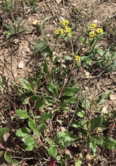 Eriogonum wootonii