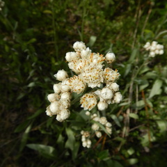 Antennaria pulcherrima