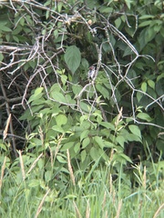 Dryobates pubescens