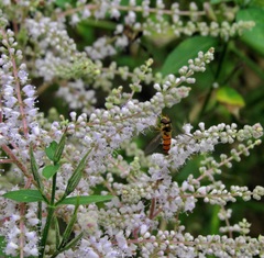 Episyrphus trisectus