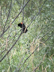 Agelaius phoeniceus