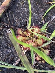 Drosera capillaris